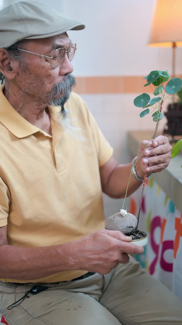 亚洲老人在室内花园种植盆栽植物视频素材