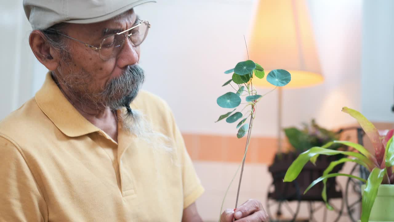 亚洲老人在室内花园种植盆栽植物视频素材