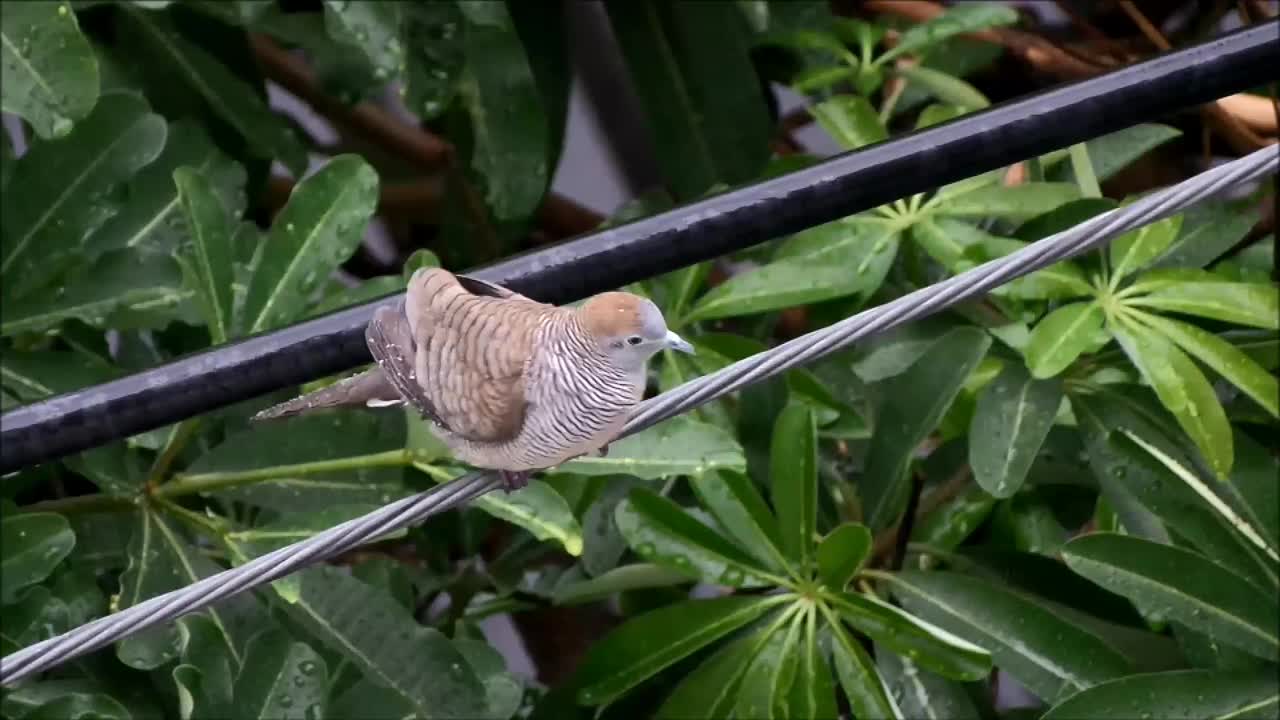 斑马鸽用它的喙捕捉雨滴视频素材