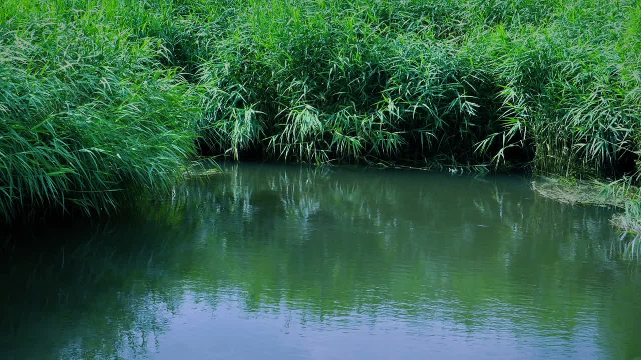 白天杂草丛生的沼泽视频素材