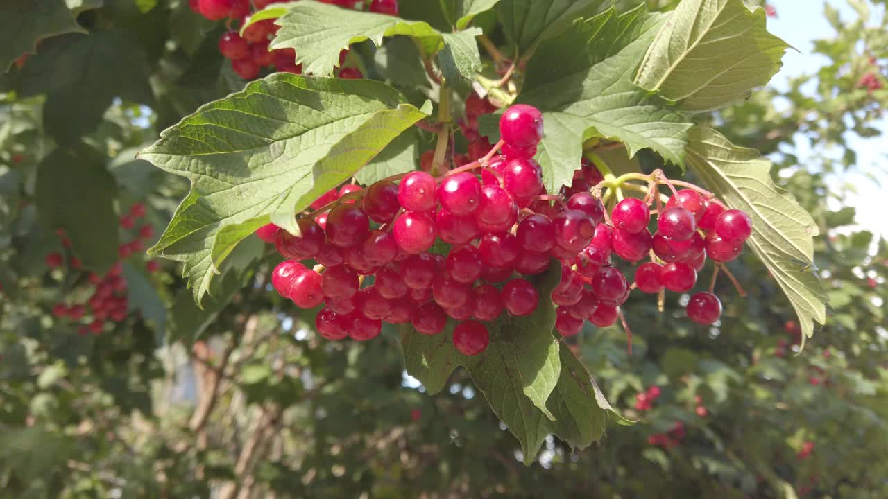 荚莲属的植物opulus。在夏天拍摄。视频素材