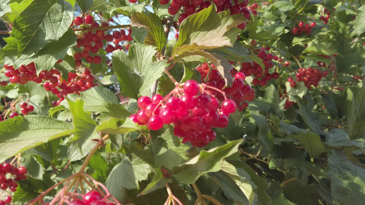 荚莲属的植物opulus。在夏天拍摄。视频素材