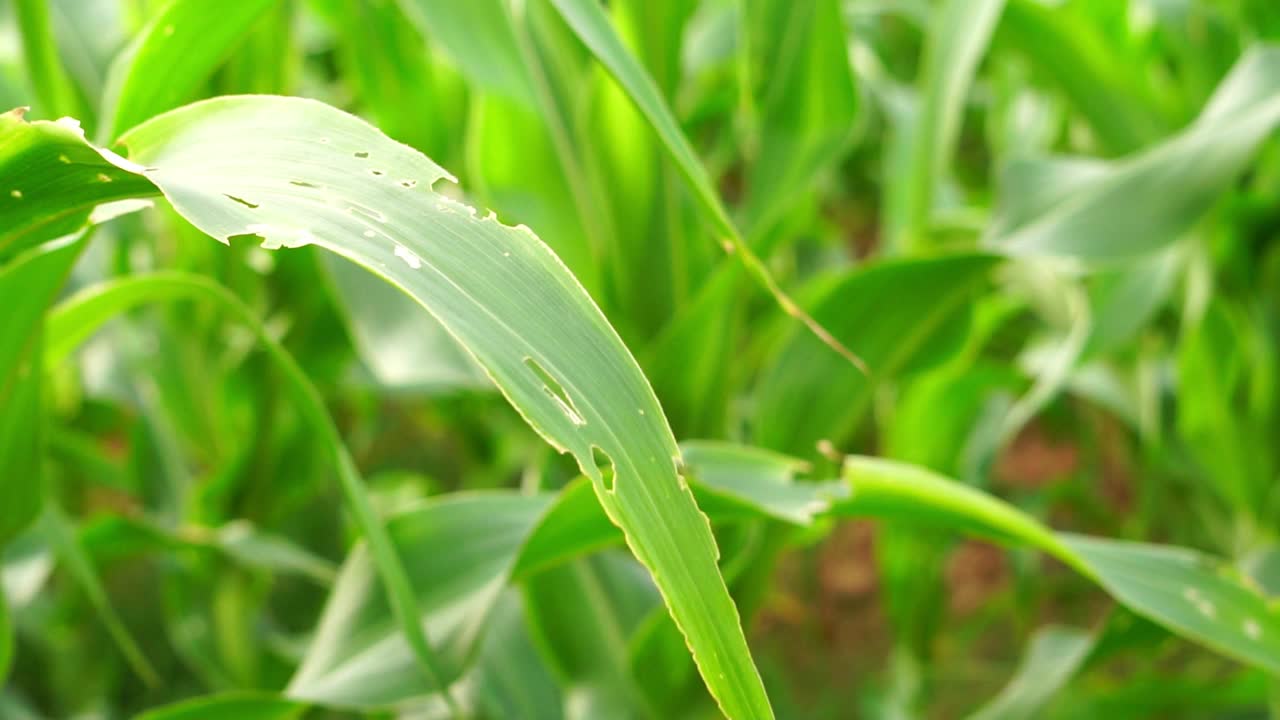 农夫的手触摸着田里的玉米叶子视频素材