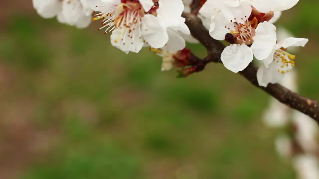 杏花接近视频素材