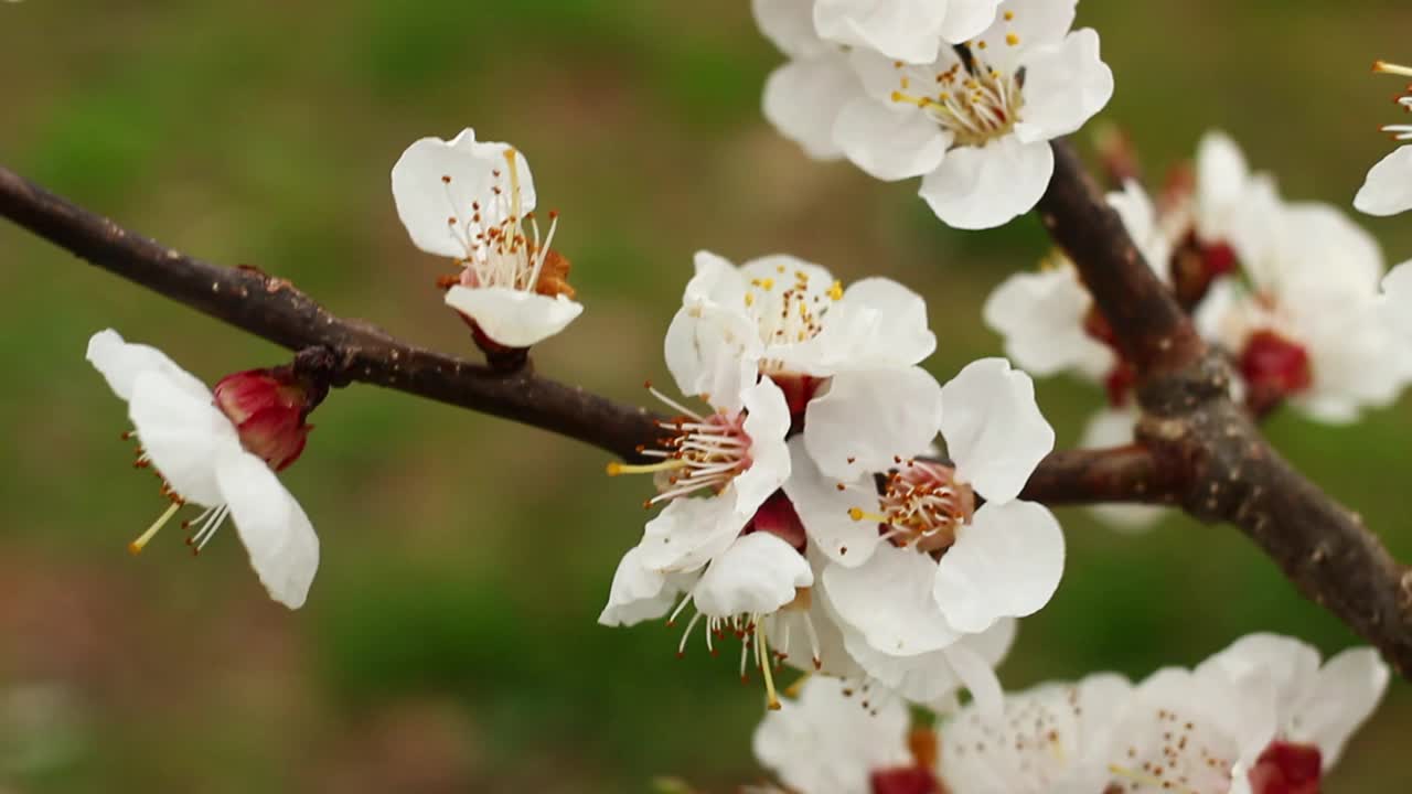 杏花接近视频素材