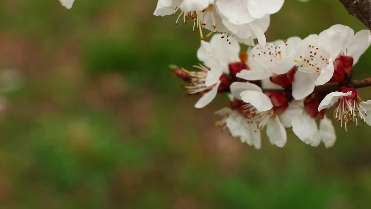 杏花接近视频素材