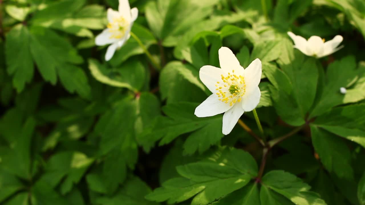 银莲花白色春季森林花朵特写视频素材