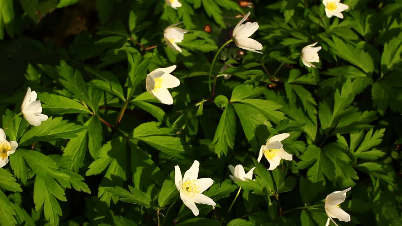 银莲花白色春季森林花朵特写视频素材