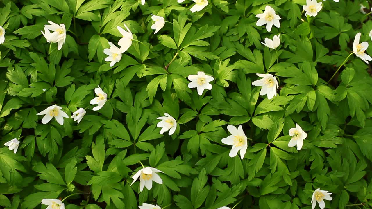 银莲花白色春季森林花朵特写视频素材