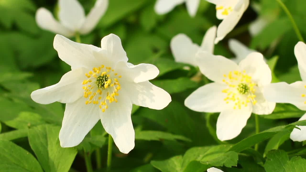 银莲花白色春季森林花朵特写视频素材