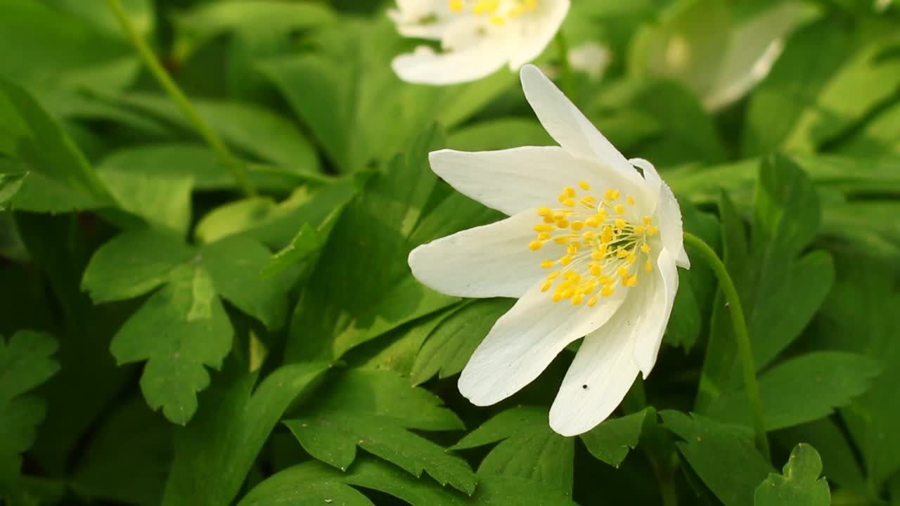 银莲花白色春季森林花朵特写视频素材