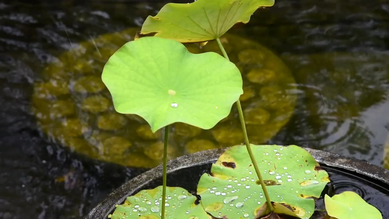 荷花生长在鱼塘上视频素材