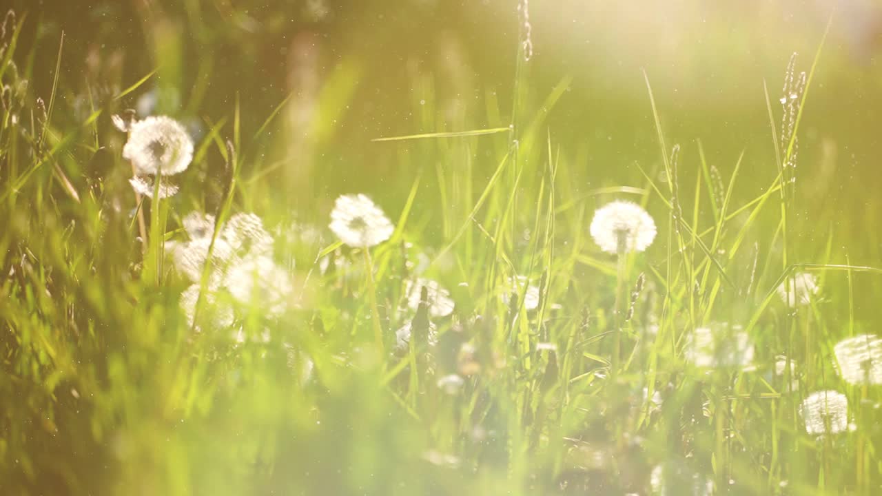 在阳光灿烂的夏日，草地上盛开着蒲公英。视频素材