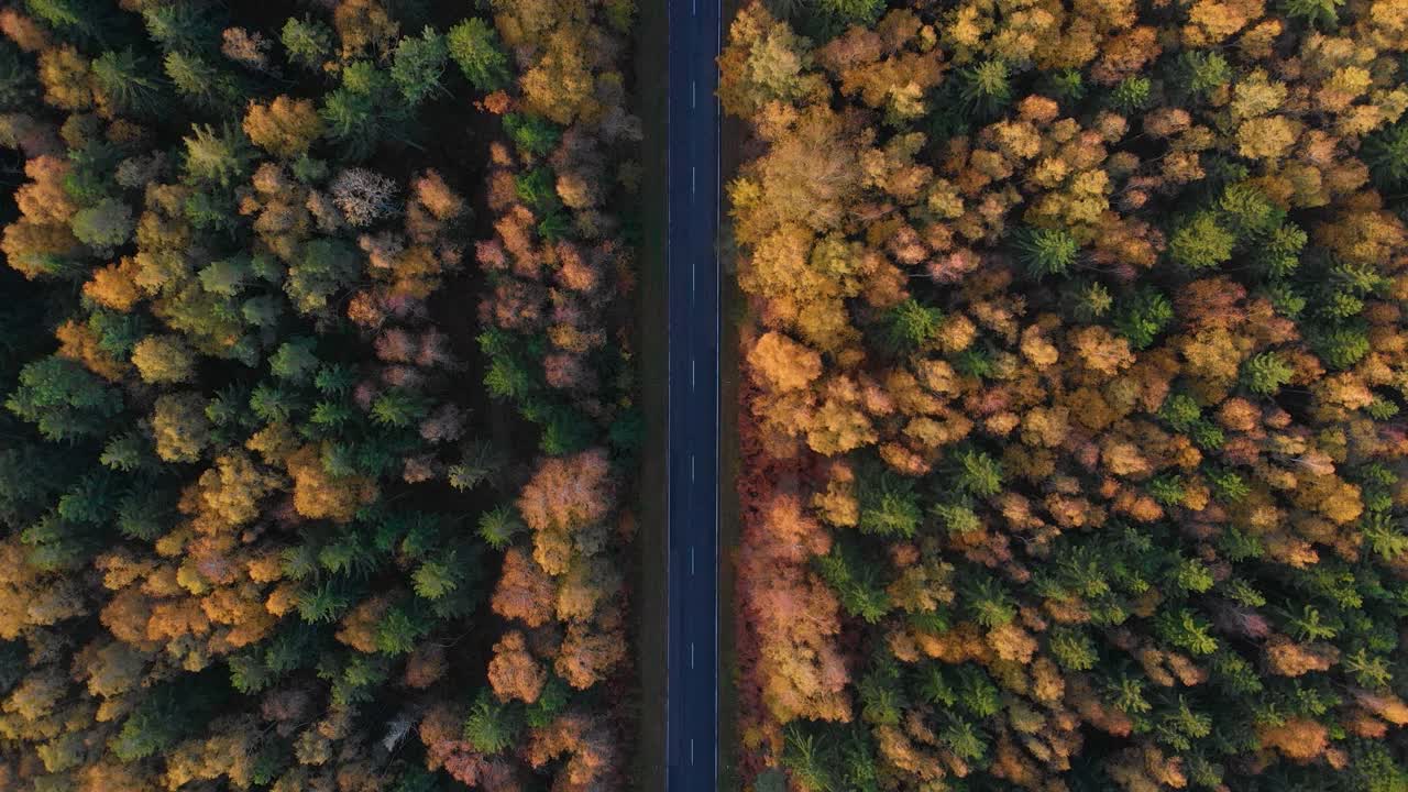 鸟瞰图在森林道路与汽车在秋天。鸟瞰在彩色乡村秋天森林的汽车直路。秋天橙，绿色，黄色，红色叶子树树林。视频素材