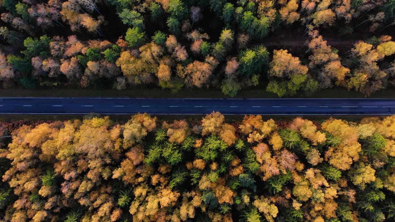 鸟瞰在彩色乡村秋天森林的汽车直路。鸟瞰图在森林道路与汽车在秋天。秋天橙，绿色，黄色，红色叶子树树林。视频素材