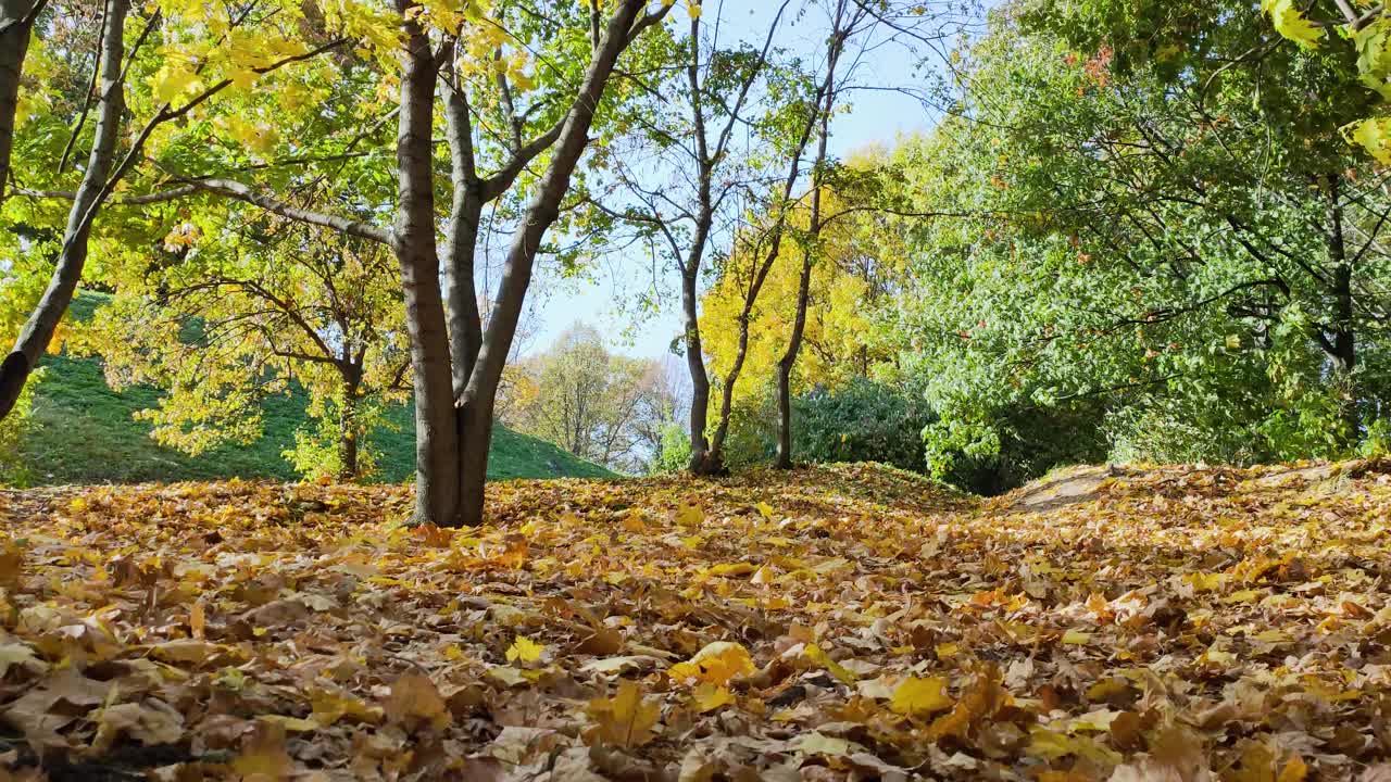 观赏色彩缤纷的秋天森林和在风中摇曳的黄色枫叶视频下载