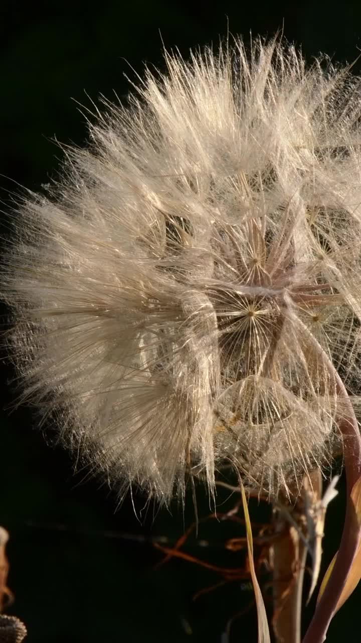 蒲公英一样的花，叫做山羊胡子视频素材