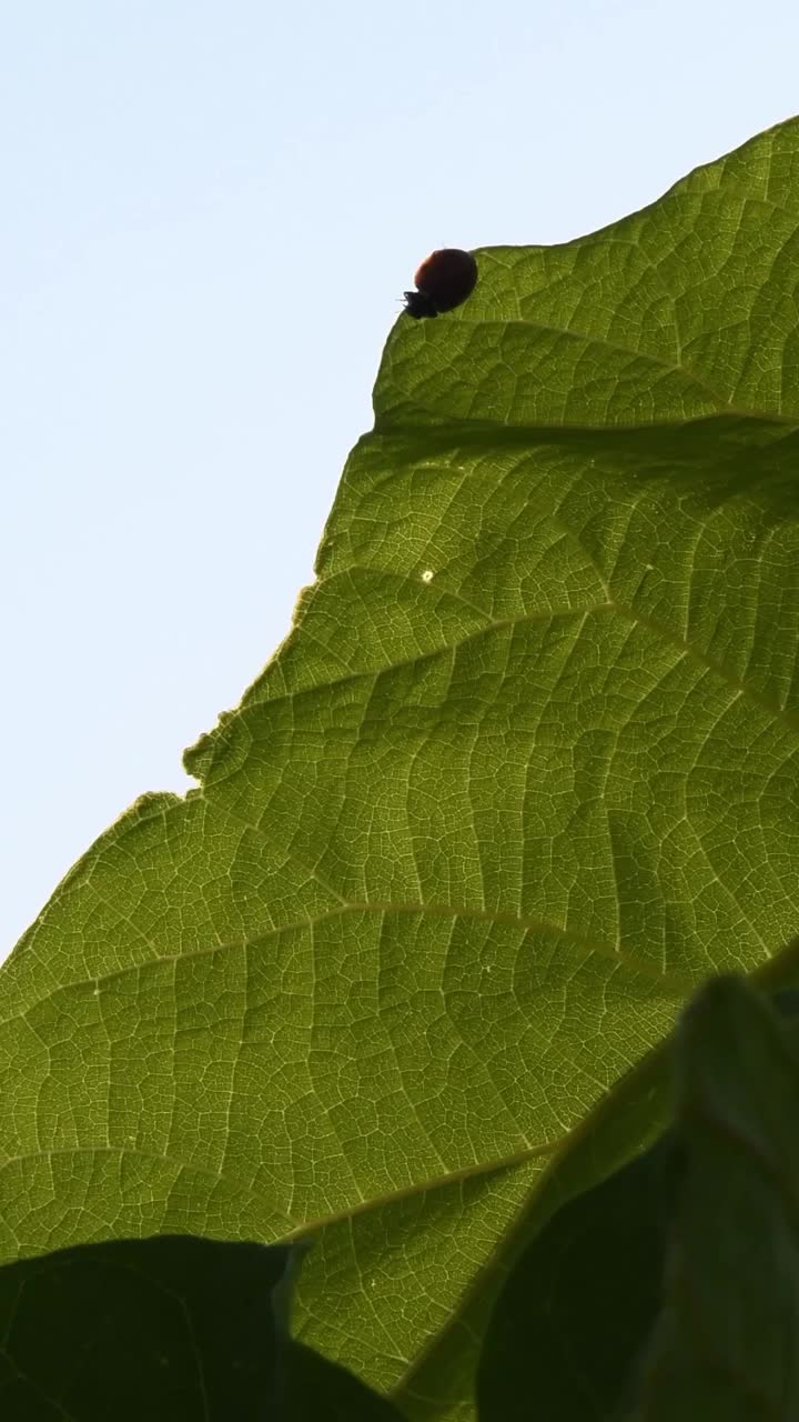 泡桐树叶上的瓢虫在金色的日落与太阳耀斑中摇曳视频素材