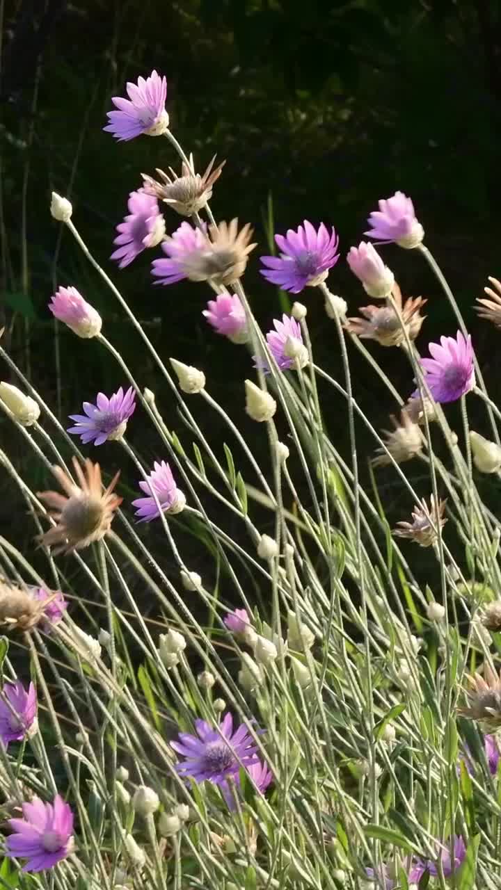 开花长青植物，一年生干菊花视频素材