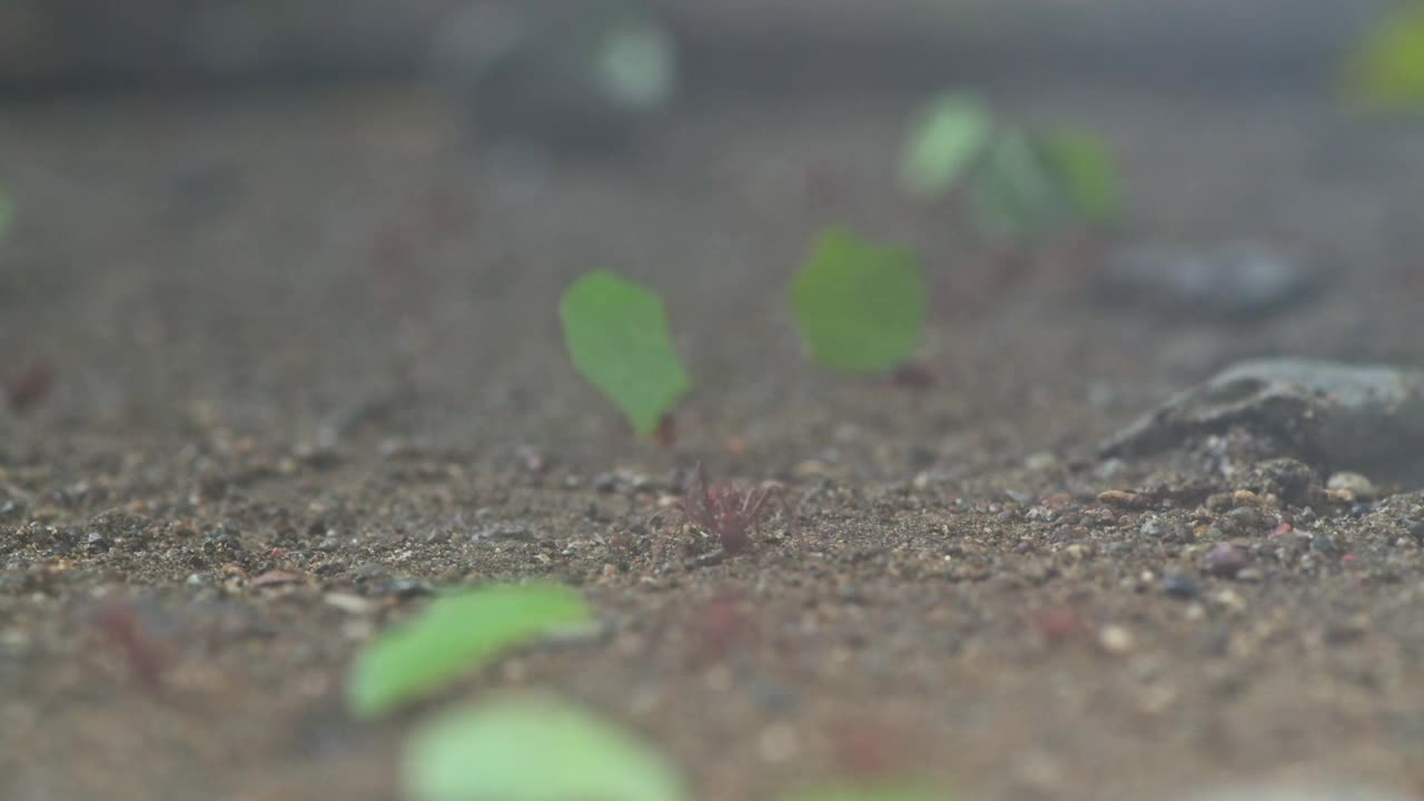 切叶蚁勤奋地工作着，带着叶子返回巢穴。视频下载