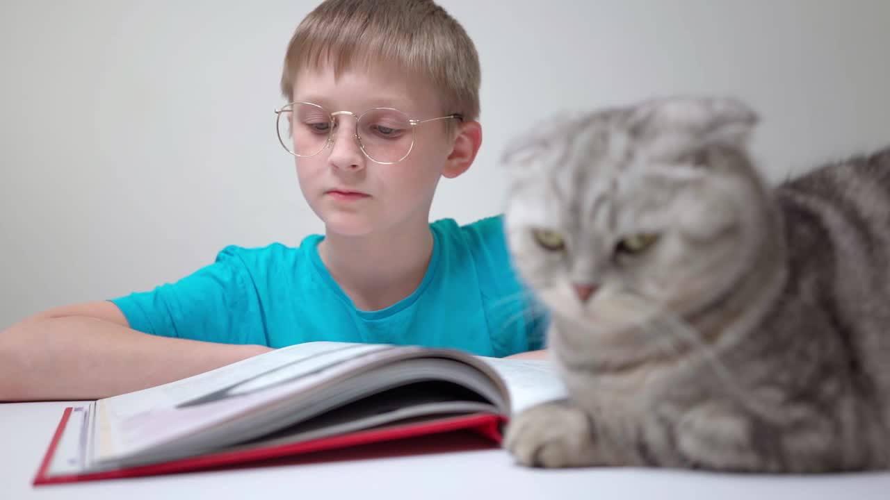 一个小学生看书，猫坐在前景和眨眼的苏格兰折叠男孩视频素材