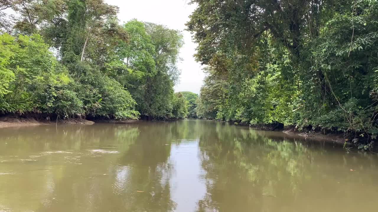 小船沿着热带河流航行，平静的河水被树木环绕视频下载