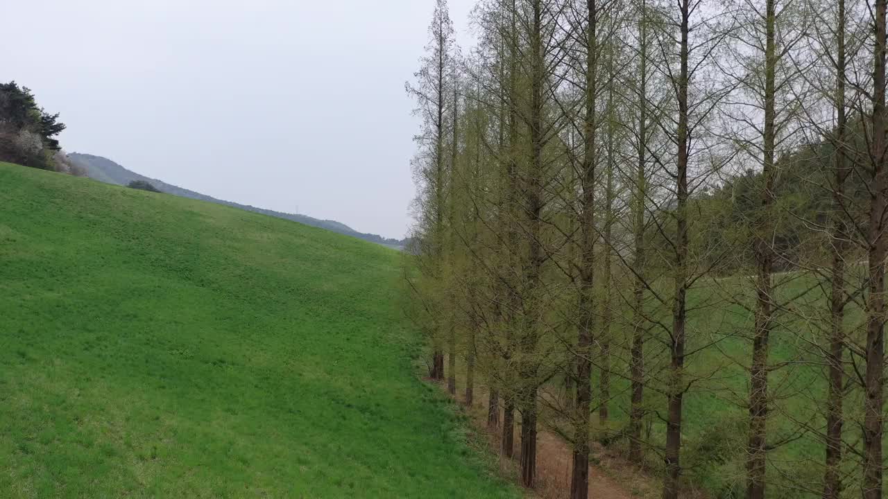 韩国，忠清南道，瑞山市，草地和水杉的风景视频素材