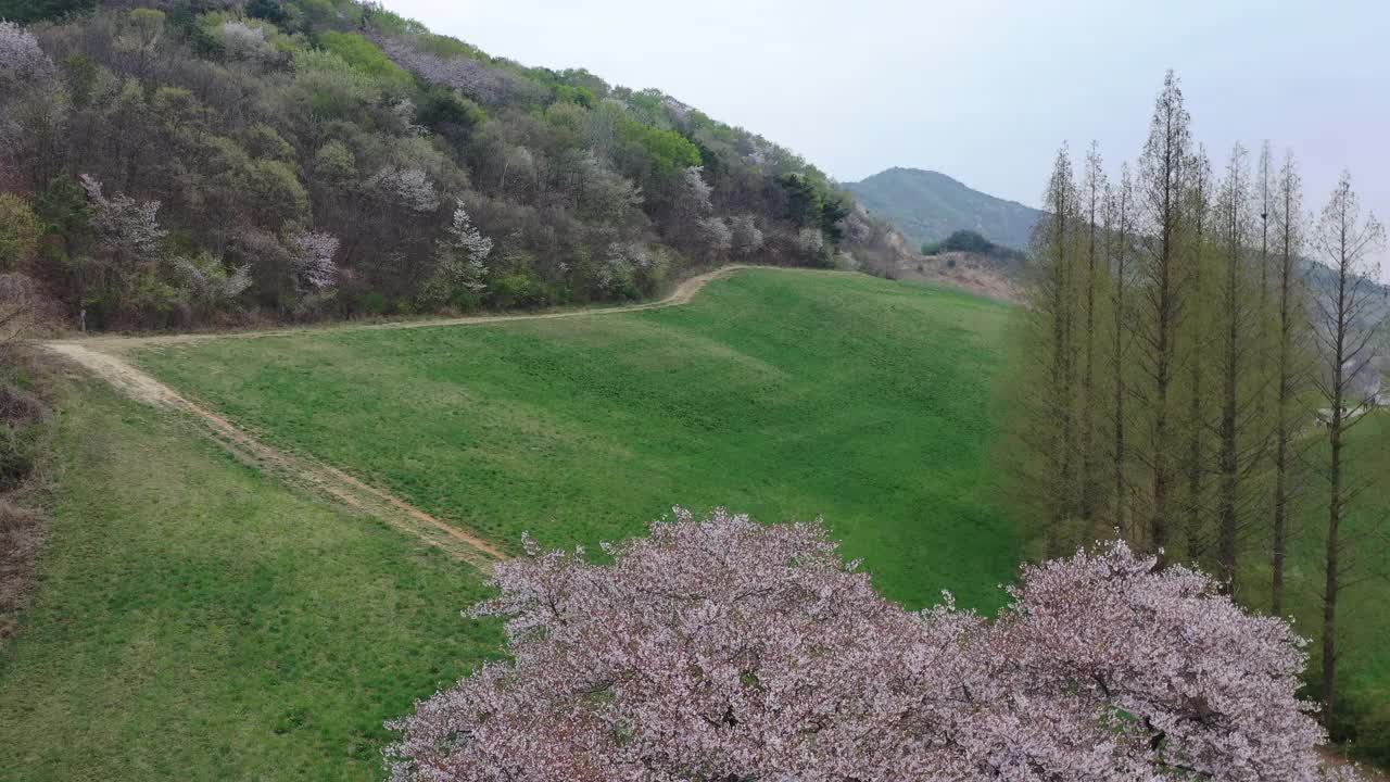 韩国，忠清南道，瑞山，草地，樱桃树和水杉的景色视频素材