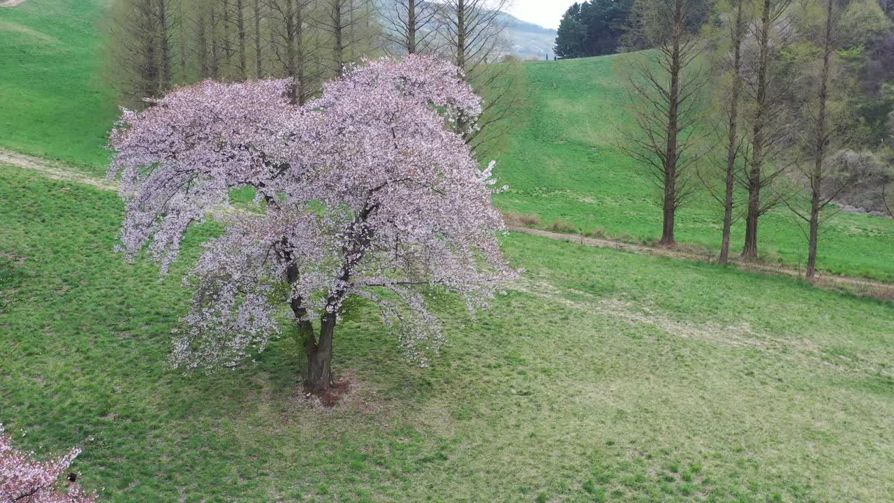 韩国，忠清南道，瑞山，草地，樱桃树和水杉的景色视频素材