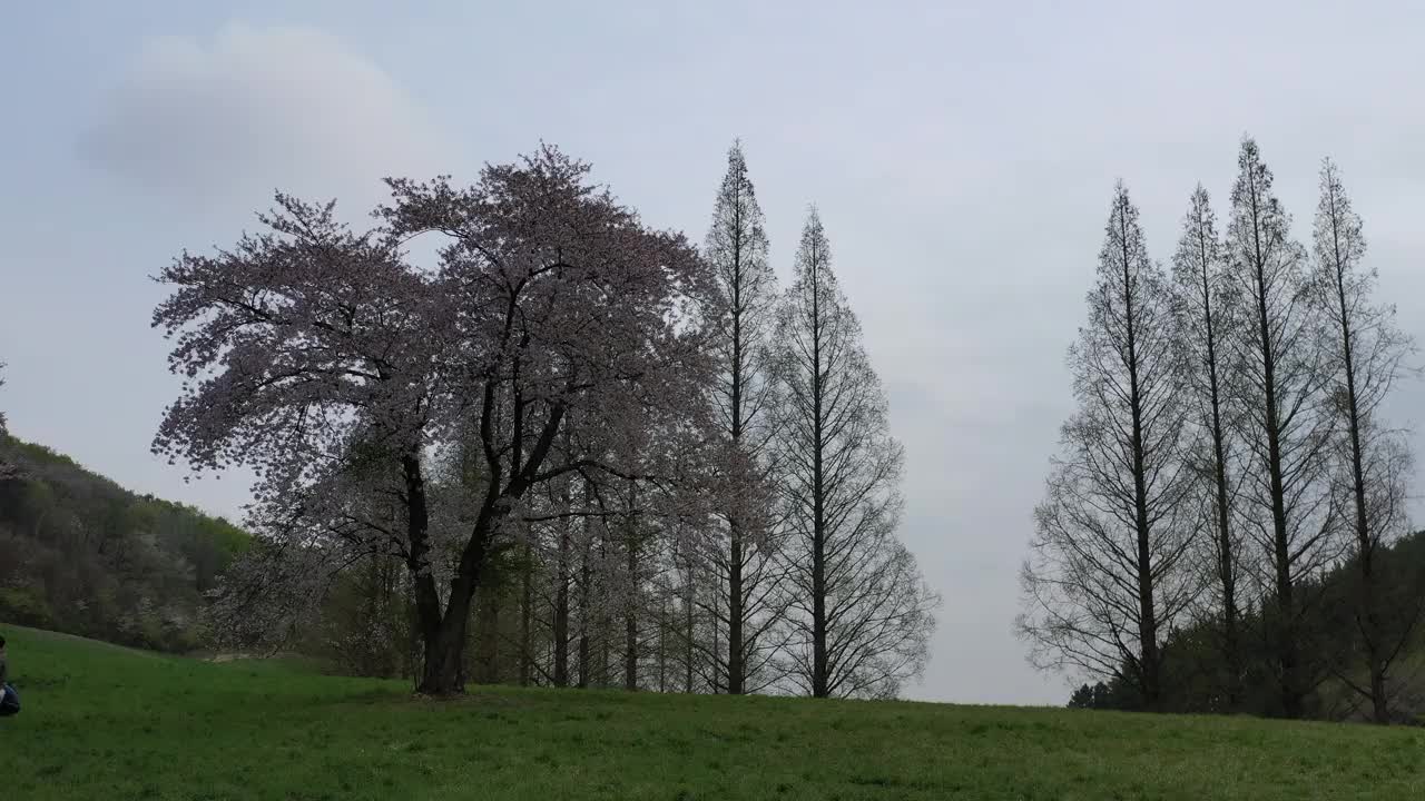 韩国，忠清南道，瑞山，草地，樱桃树和水杉的景色视频素材