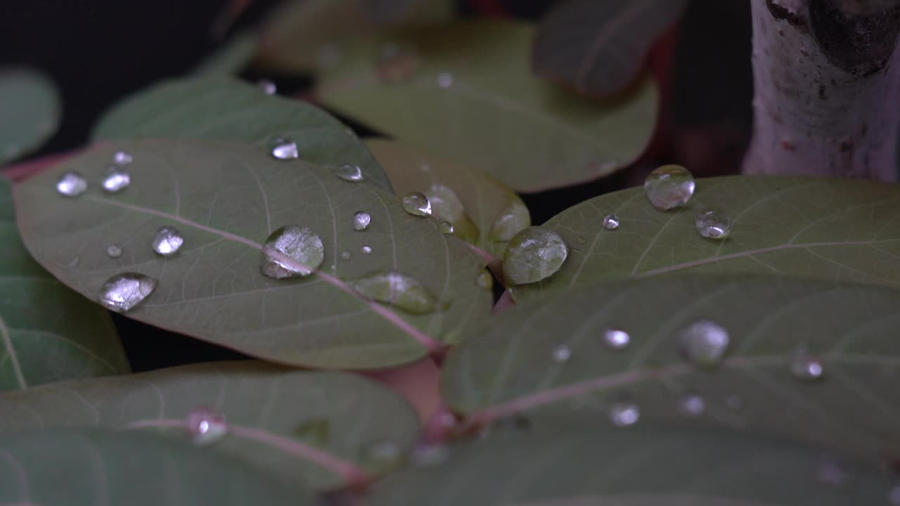 水珠落在花园里的叶子上视频素材