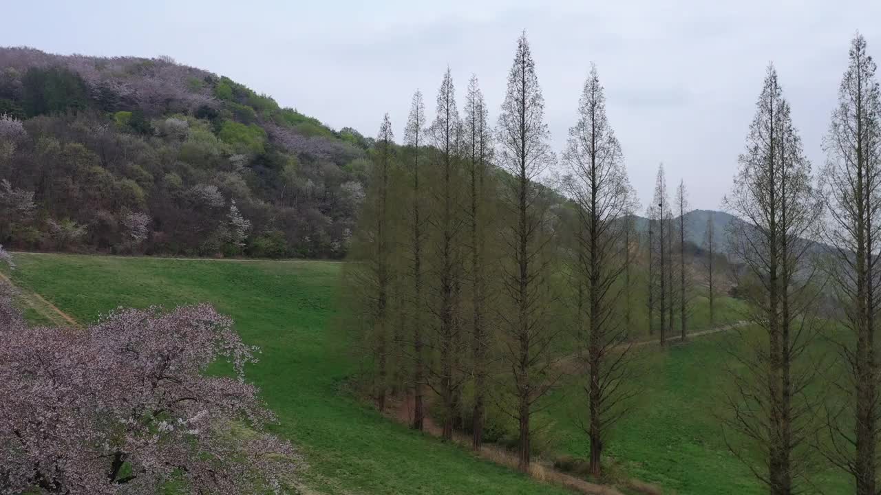 韩国，忠清南道，瑞山，草地，樱桃树和水杉的景色视频素材