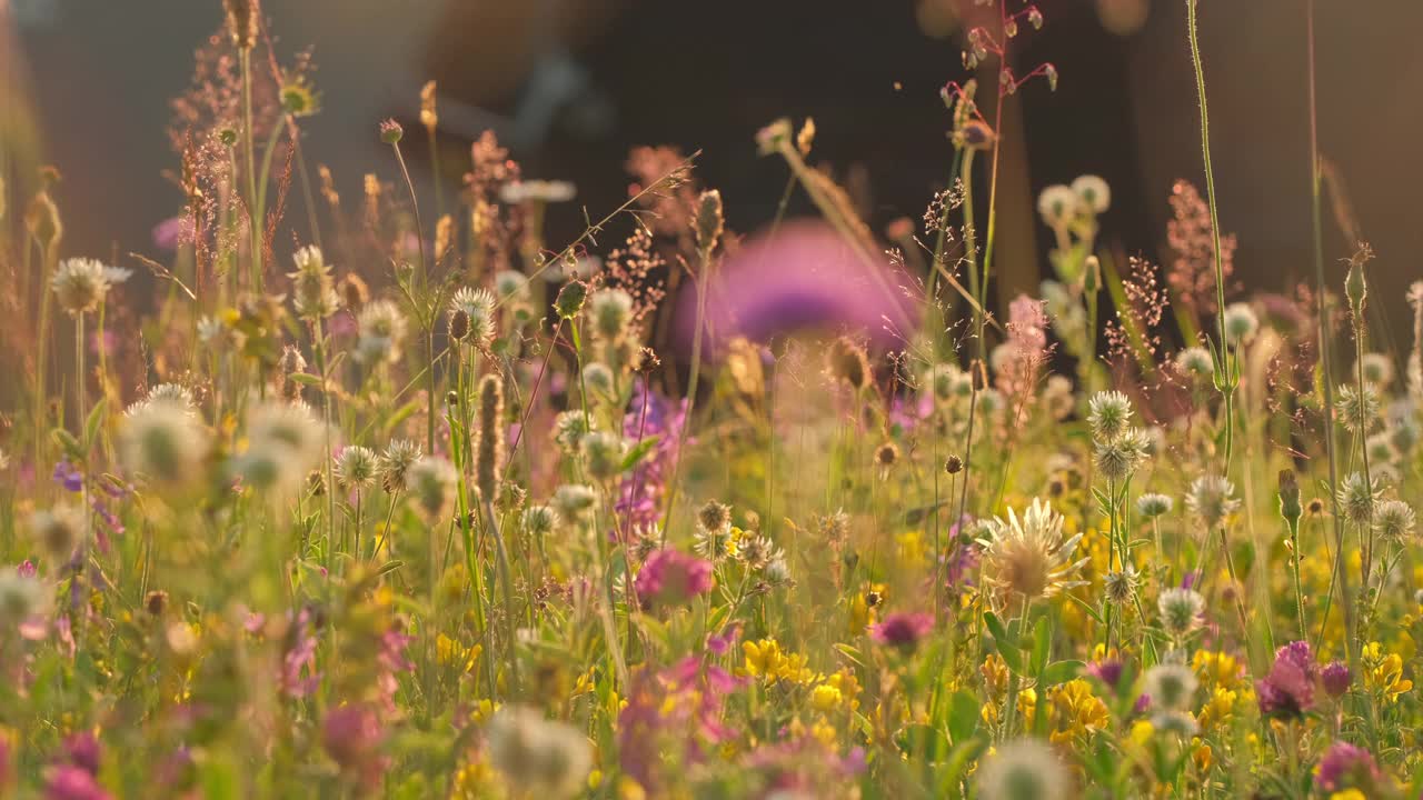 镜头缓慢地移动在高山草甸与五颜六色的鲜花视频素材