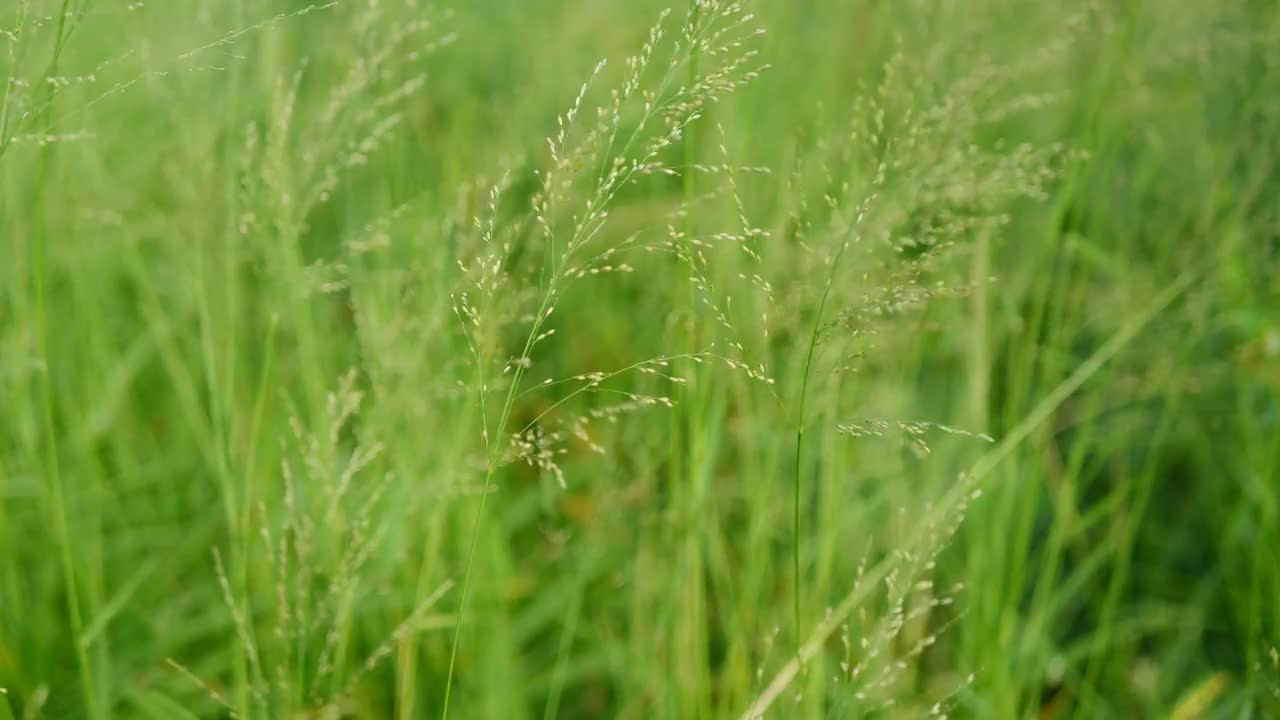 干芦苇的种子在风中摇摆视频素材