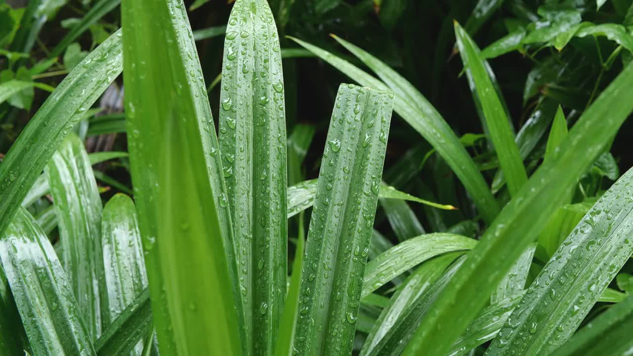 雨点落在绿叶上视频素材