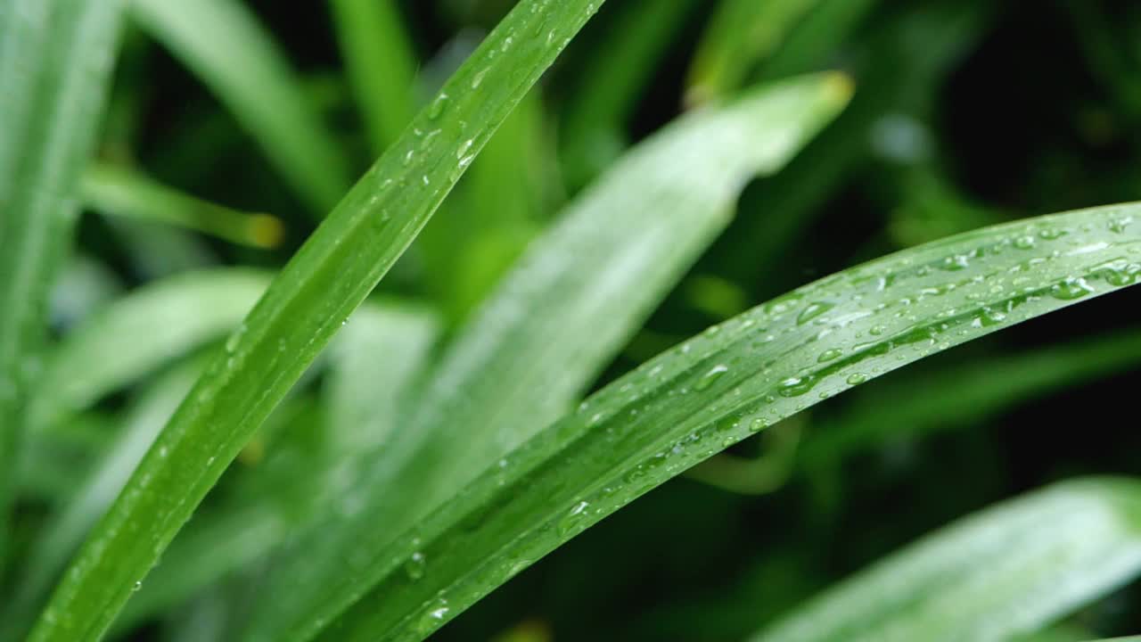 雨点落在绿叶上视频素材