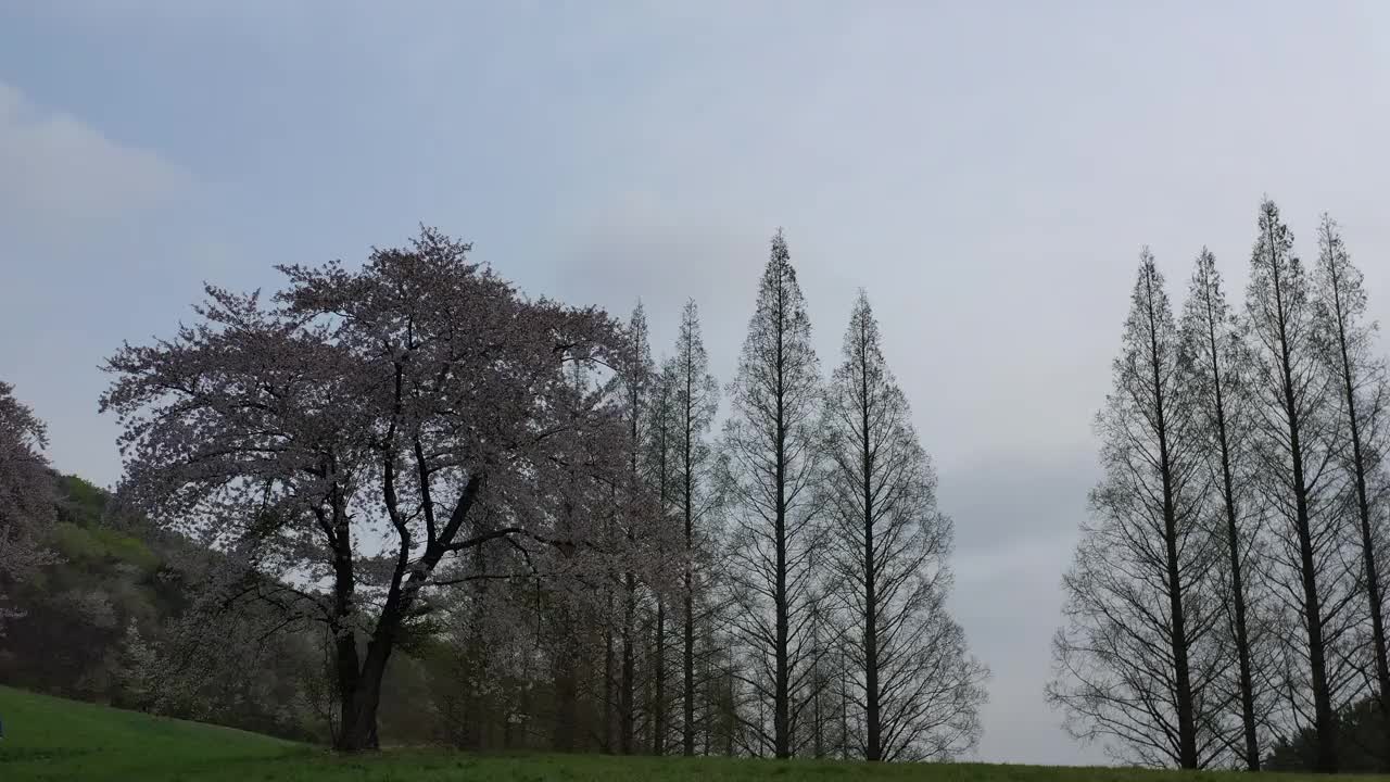 韩国，忠清南道，瑞山，草地，樱桃树和水杉的景色视频素材