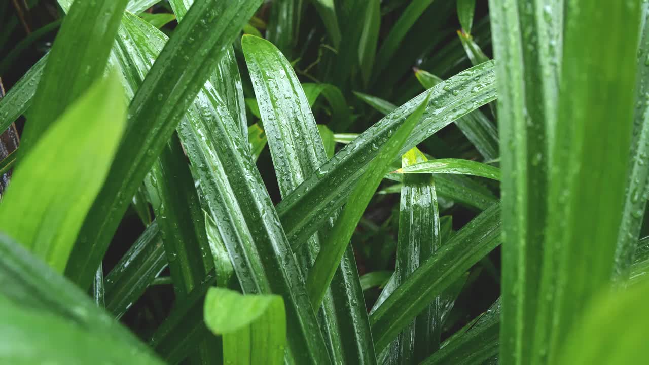 雨点落在绿叶上视频素材