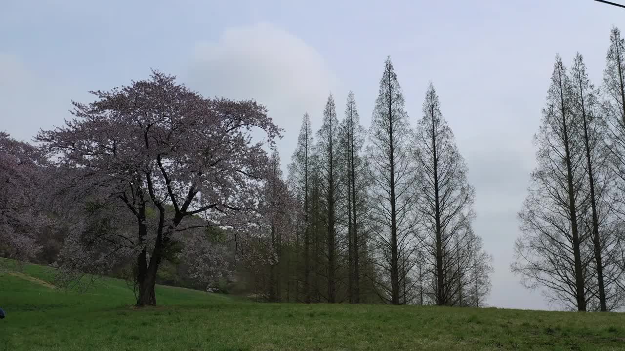 韩国，忠清南道，瑞山，草地，樱桃树和水杉的景色视频素材