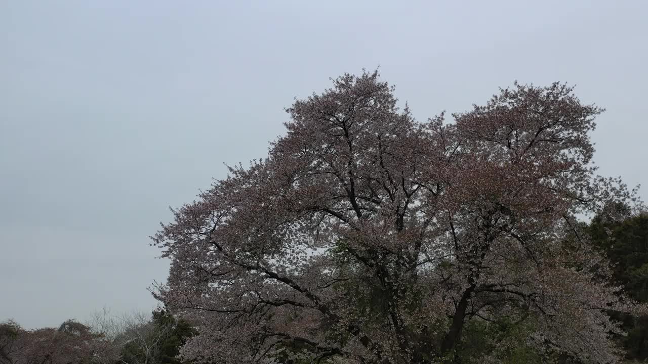 韩国，忠清南道，瑞山，草地和樱桃树的景色视频素材