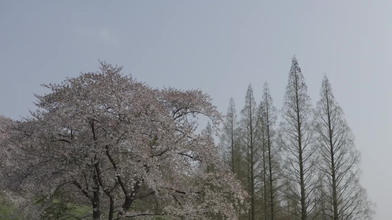 韩国，忠清南道，瑞山，草地，樱桃树和水杉的景色视频素材