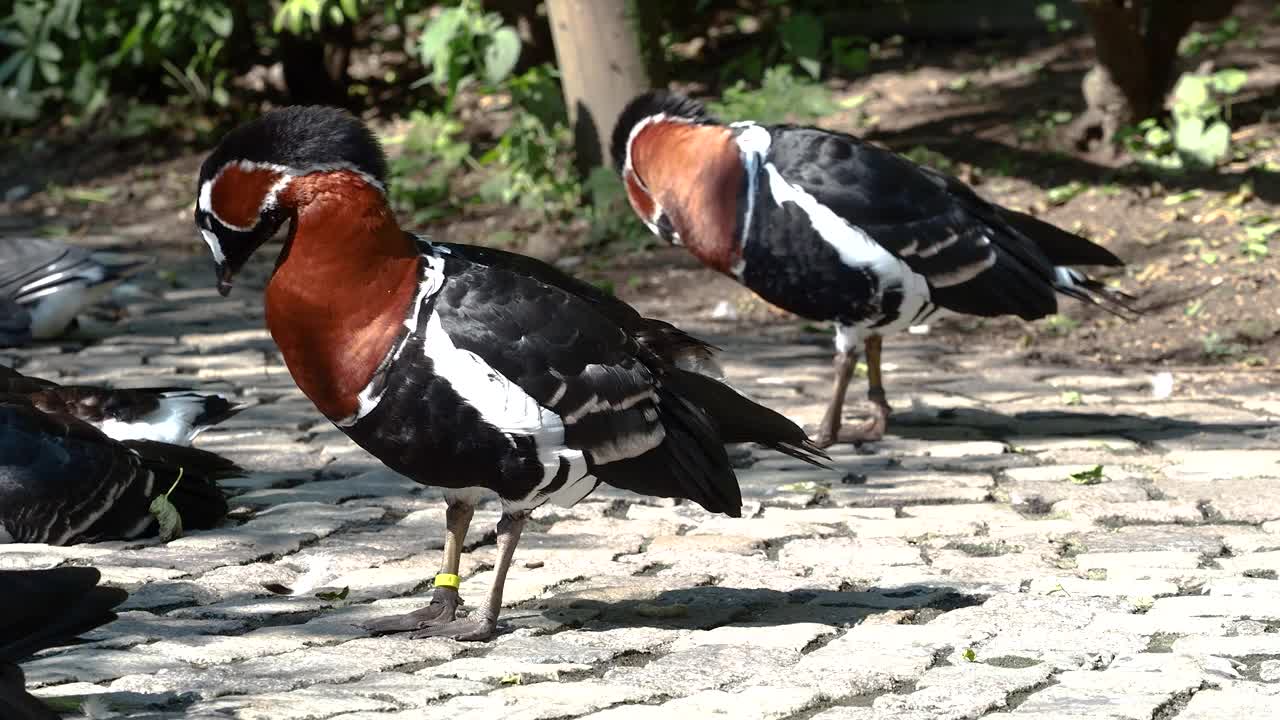 红鸭，Oxyura jamaicensis，是一种来自北美的鸭子视频素材