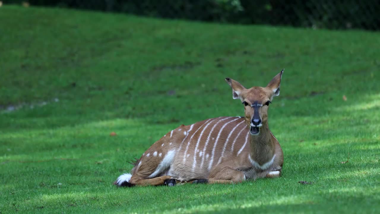 nyala, Tragelaphus angasii是一种原产于南非的螺旋角羚羊。它是牛科和牛鞭属的一种视频素材