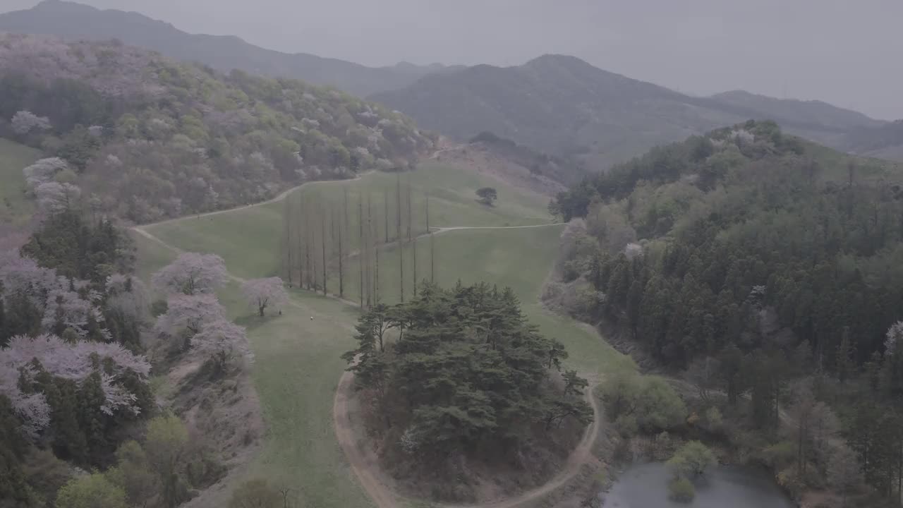 韩国，忠清南道，瑞山，草地，樱桃树和水杉的景色视频素材