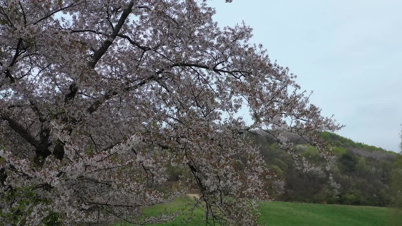 韩国，忠清南道，瑞山，草地和樱桃树的景色视频素材