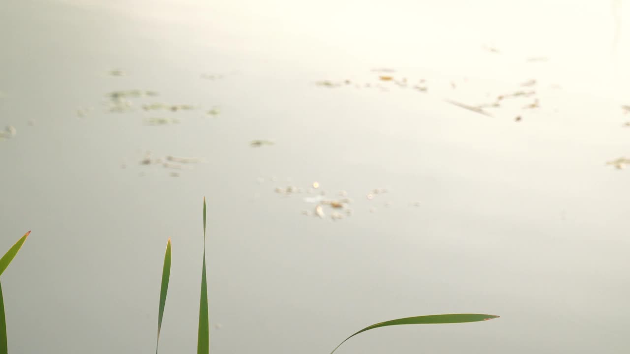 芦苇和飞蚊视频素材