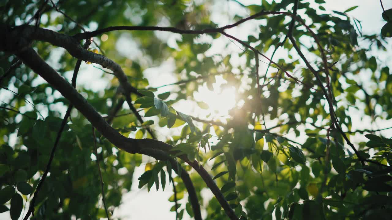 一棵绿油油的树叶在风中摇曳，阳光照进来视频素材