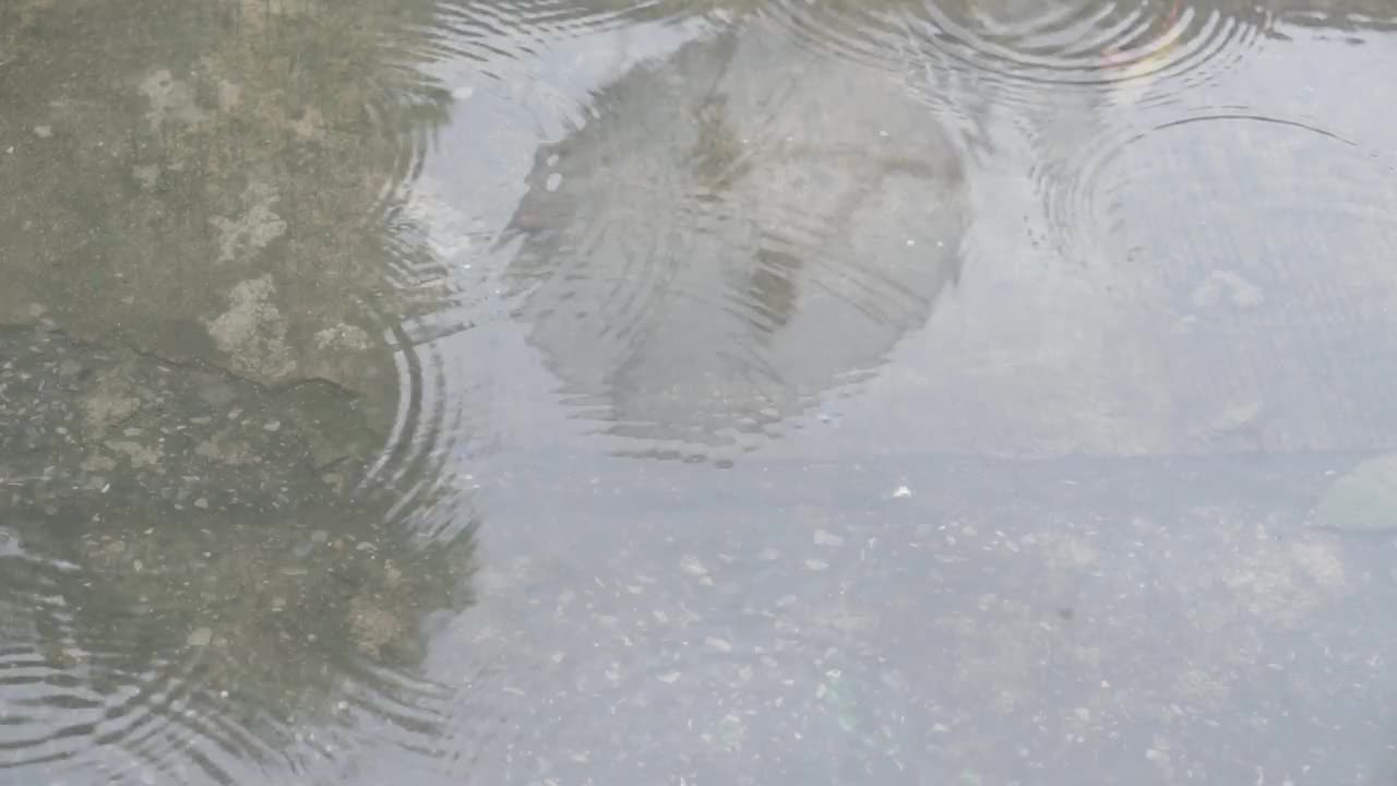 雨落在路上。视频素材