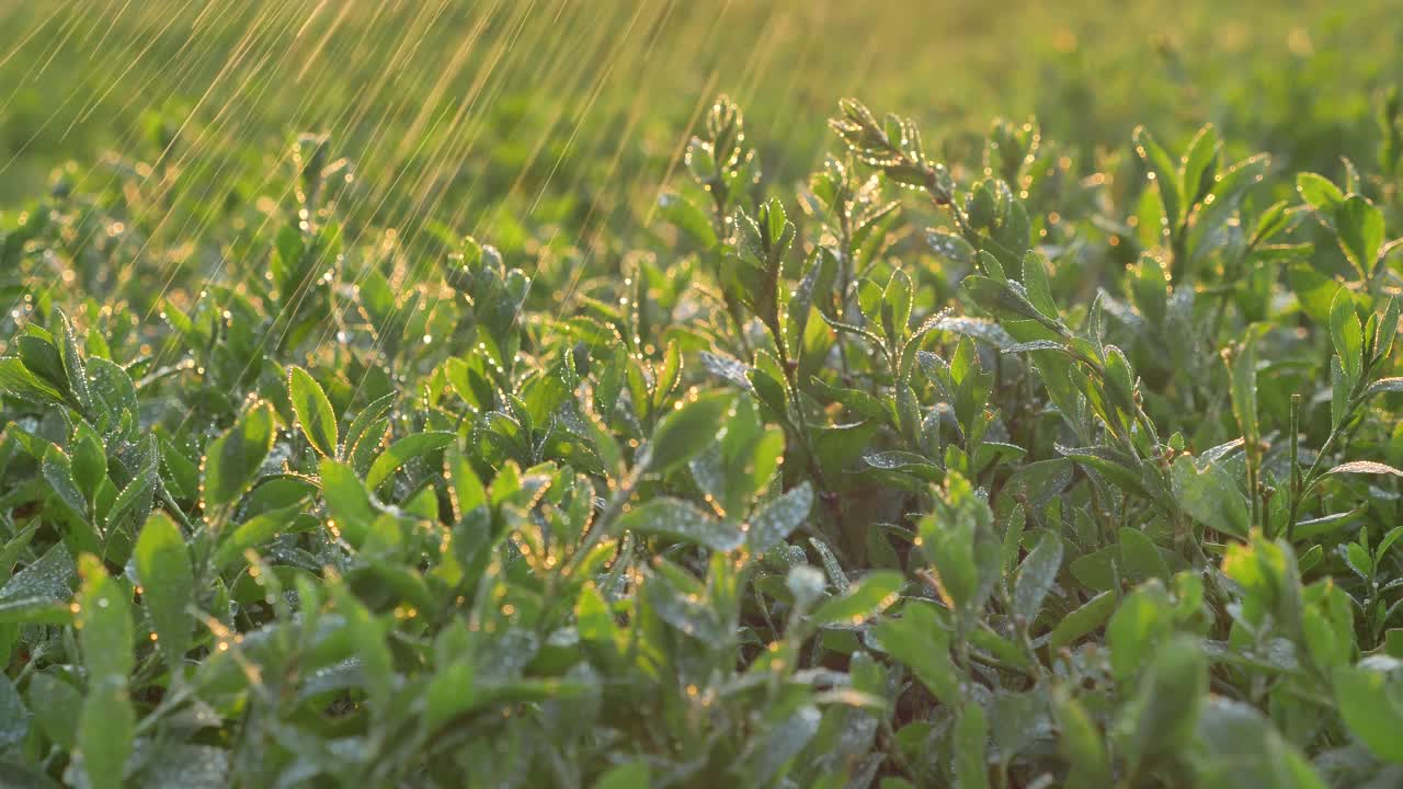 大雨落在小植物明亮的绿色叶子上视频素材