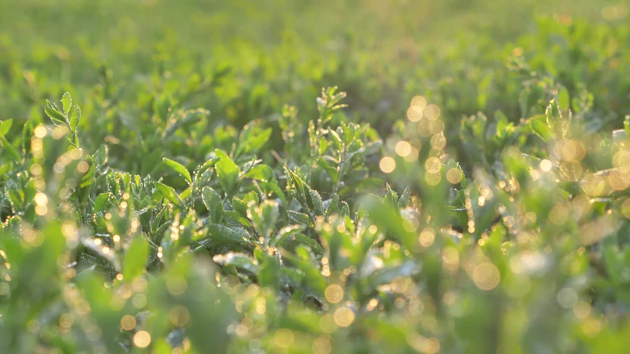 长长的绿草茎上挂满了露珠视频素材